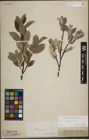 Foto von Salix lapponum L.